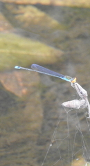 Pseudagrion rubriceps