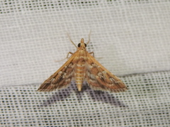 Sameodes cancellalis