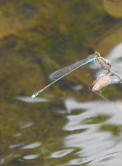 Pseudagrion rubriceps