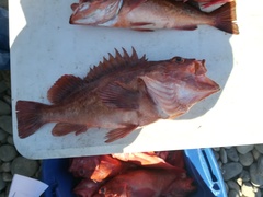 Sebastes auriculatus