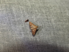 Sameodes cancellalis