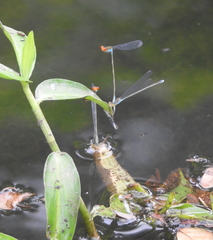Pseudagrion rubriceps