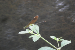 Neurobasis chinensis