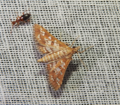 Sameodes cancellalis