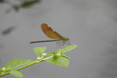 Neurobasis chinensis