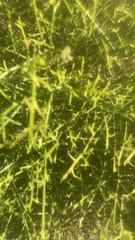 Adolphia californica