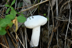 Hypomyces