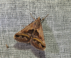 Acantholipes