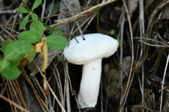 Hypomyces