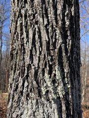 Carya tomentosa