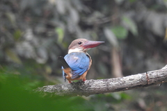 Pelargopsis capensis