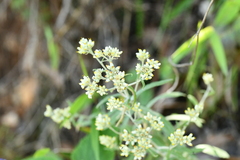 Pseudognaphalium