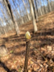 Carya tomentosa