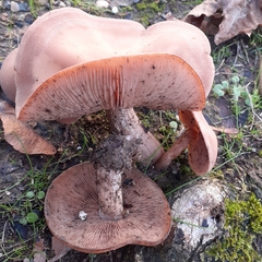 Clitocybe brunneocephala