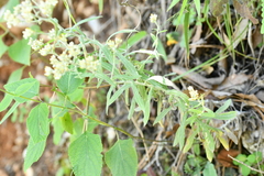 Pseudognaphalium