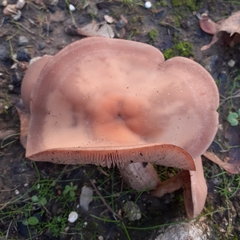 Clitocybe brunneocephala
