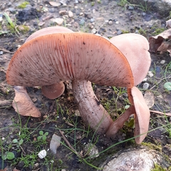 Clitocybe brunneocephala