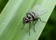 Limnophora obsignata