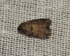 Bellulia