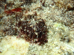Rhodophyta
