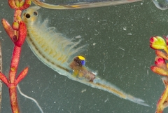 Branchipus