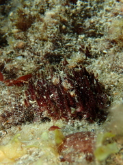 Rhodophyta