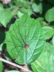Leiobunum politum