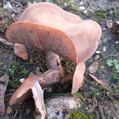 Clitocybe brunneocephala