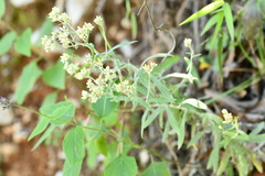 Pseudognaphalium