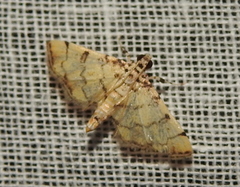 Lamprosema tampiusalis