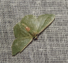 Pelagodes antiquadraria