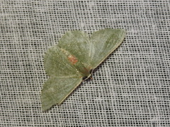 Pelagodes antiquadraria