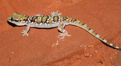 Hemidactylus triedrus