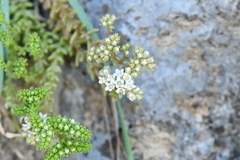 Sedum wrightii