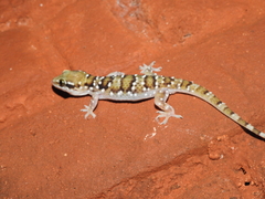 Hemidactylus triedrus