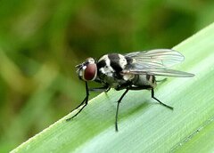 Limnophora obsignata