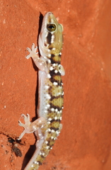 Hemidactylus triedrus