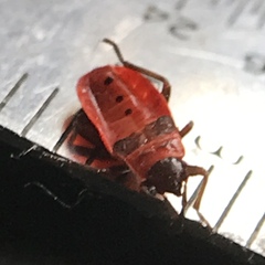 Pyrrhocoris
