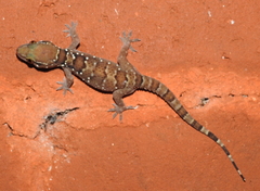 Hemidactylus triedrus