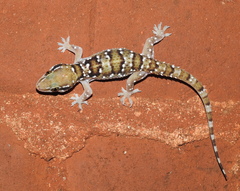 Hemidactylus triedrus