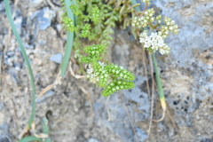 Sedum wrightii