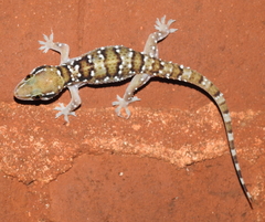 Hemidactylus triedrus