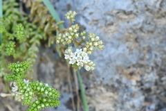Sedum wrightii