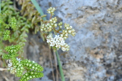 Sedum wrightii