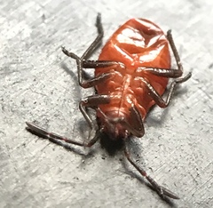 Pyrrhocoris