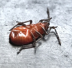 Pyrrhocoris