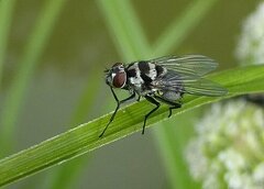 Limnophora obsignata