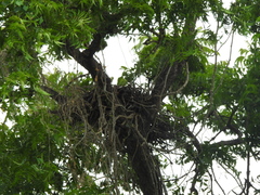 Pernis ptilorhynchus