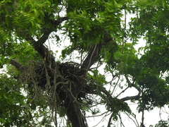 Pernis ptilorhynchus