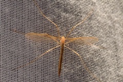 Tricyphona
